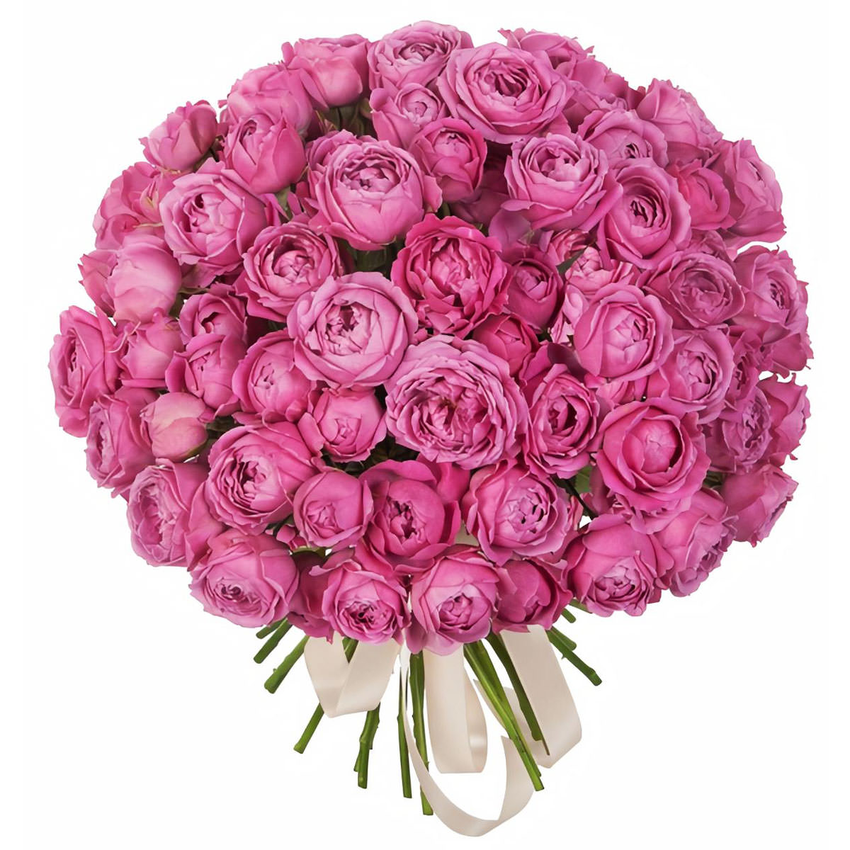 Пионовидные розы розовые: подборка картинок